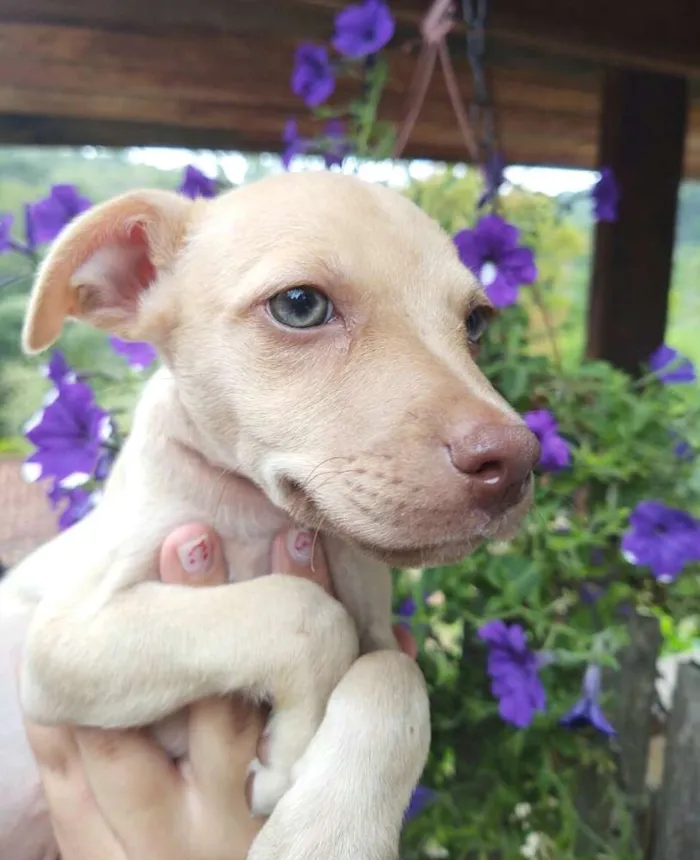 Cachorro ra a  idade 2 a 6 meses nome Filhotes Val 