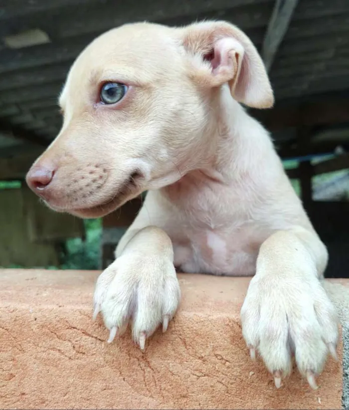 Cachorro ra a  idade 2 a 6 meses nome Filhotes Val 