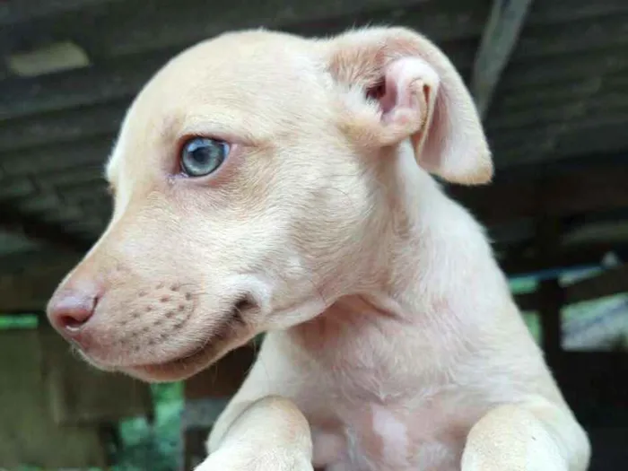 Cachorro ra a  idade 2 a 6 meses nome Filhotes Val 