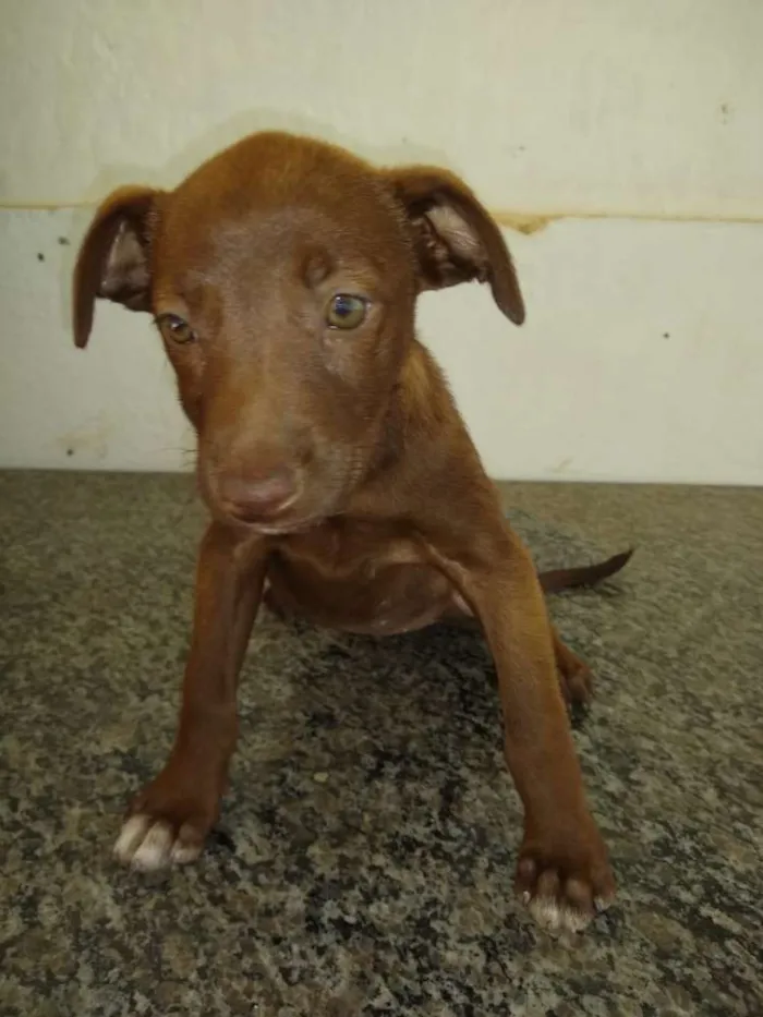 Cachorro ra a  idade 2 a 6 meses nome Filhotes Val 