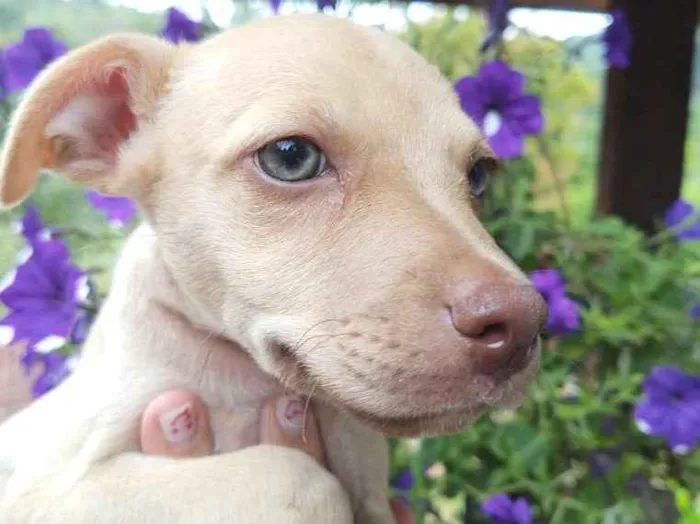 Cachorro ra a  idade 2 a 6 meses nome Filhotes Val 