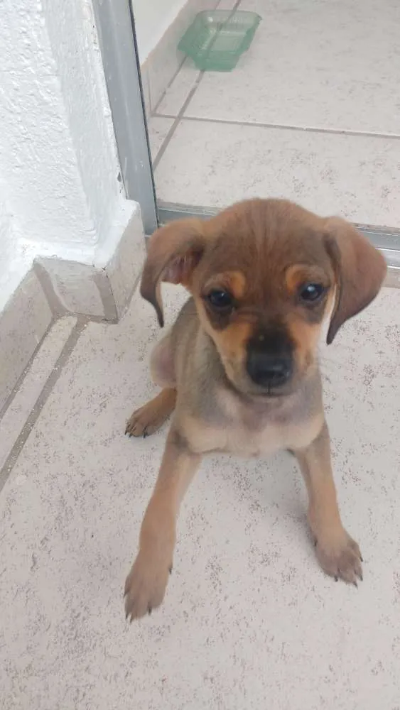Cachorro raça Sem Raça Definida idade 2 a 6 meses nome Filhote fofa