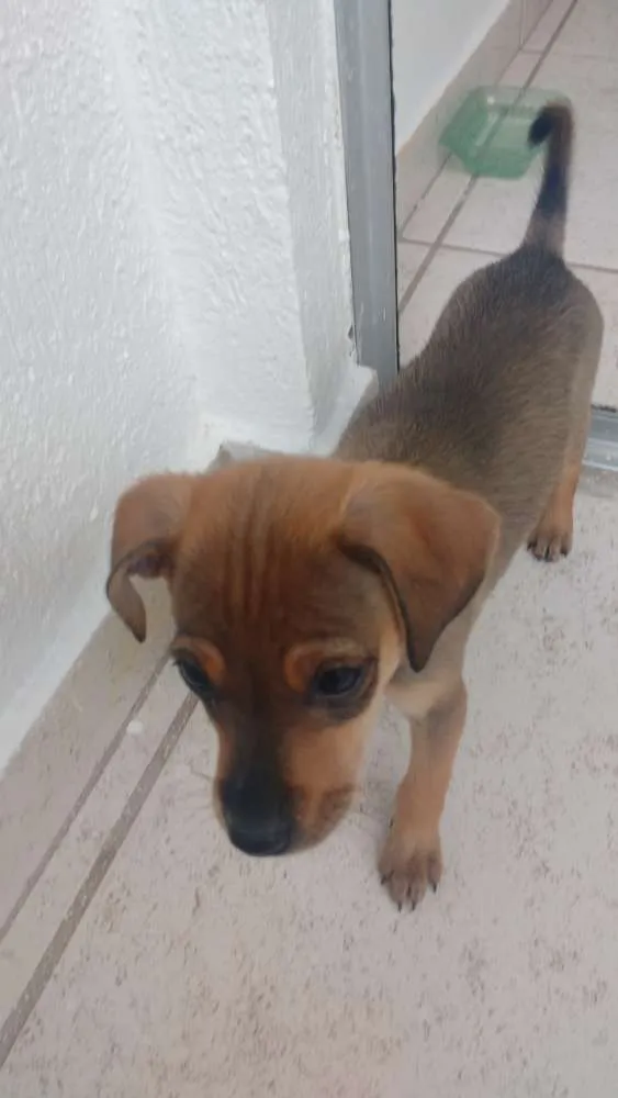 Cachorro raça Sem Raça Definida idade 2 a 6 meses nome Filhote fofa