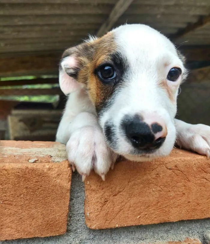 Cachorro ra a  idade 2 a 6 meses nome Filhotes Val 