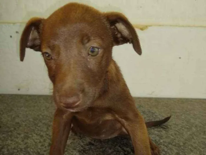 Cachorro ra a  idade 2 a 6 meses nome Filhotes Val 
