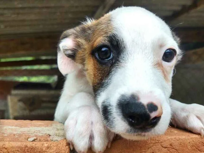 Cachorro ra a  idade 2 a 6 meses nome Filhotes Val 