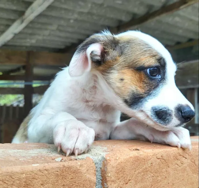 Cachorro ra a  idade 2 a 6 meses nome Filhotes Val 