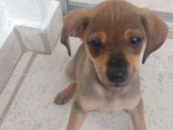 Cachorro raça Sem Raça Definida idade 2 a 6 meses nome Filhote fofa