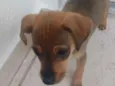 Filhote fofa