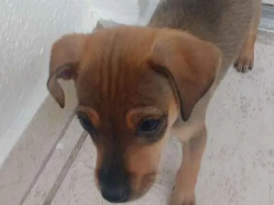 Cachorro raça Sem Raça Definida idade 2 a 6 meses nome Filhote fofa