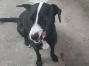 Cachorro raça Mestiças idade 7 a 11 meses nome Kira e Moana