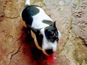 Cachorro raça SRD idade 1 ano nome SNOOP