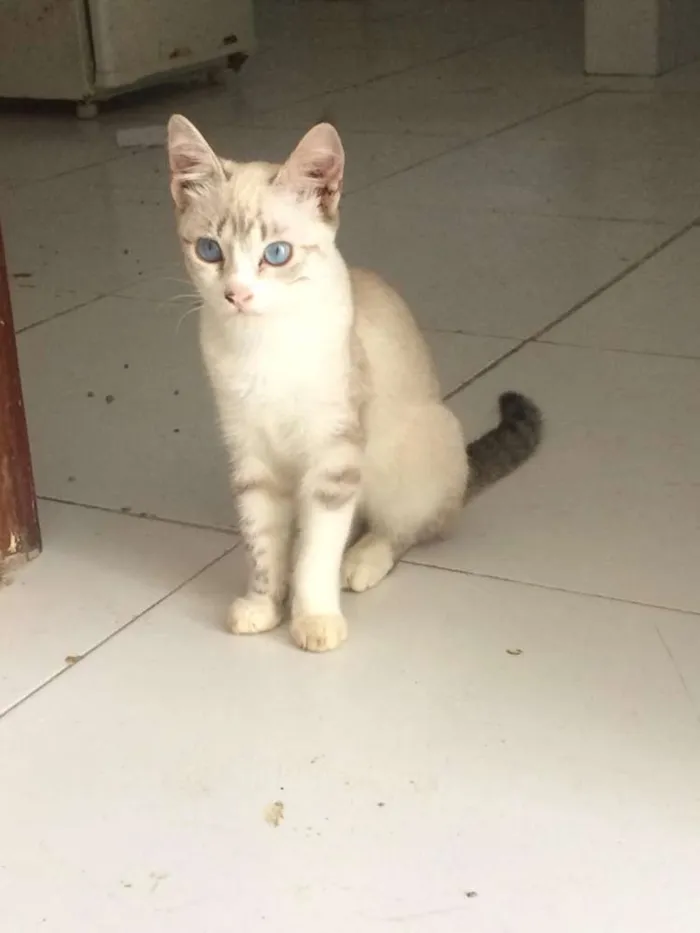 Gato raça  idade 7 a 11 meses nome Cristal
