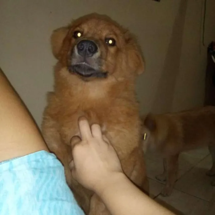 Cachorro ra a Chow Chow idade 1 ano nome Gordinho