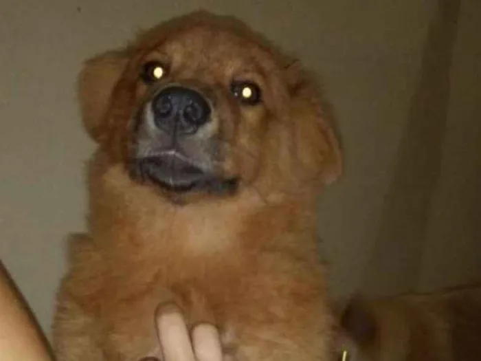 Cachorro ra a Chow Chow idade 1 ano nome Gordinho