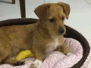 Cachorro raça SRD idade 1 ano nome Fred/Jack