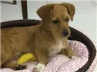 Cachorro raça SRD idade 1 ano nome Fred/Jack