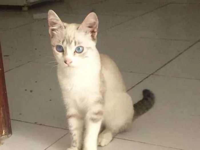 Gato raça  idade 7 a 11 meses nome Cristal