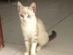 Gato raça  idade 7 a 11 meses nome Cristal