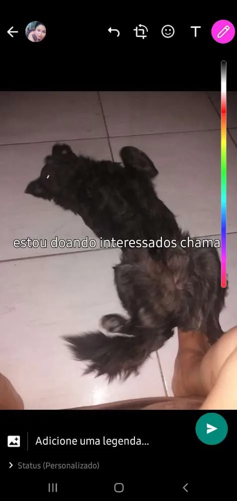 Cachorro ra a Mestico idade 2 anos nome Bob