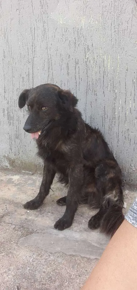 Cachorro ra a Mestico idade 2 anos nome Bob