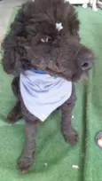 Boo