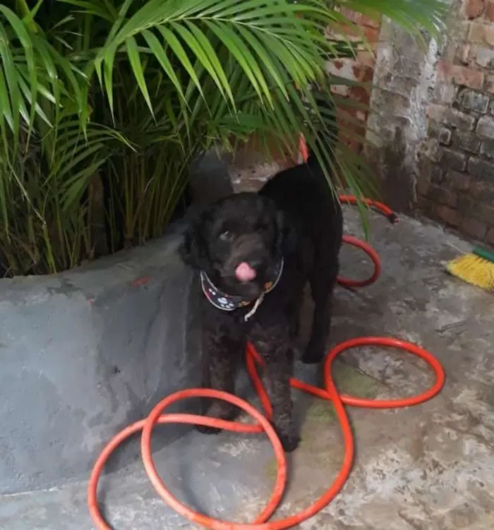 Cachorro ra a poodle idade 3 anos nome Boo