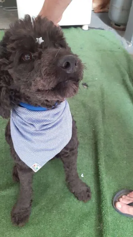Cachorro ra a poodle idade 3 anos nome Boo