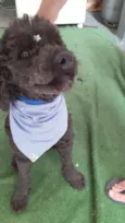 Boo