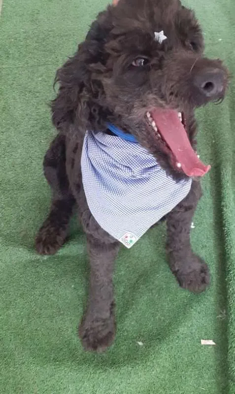 Cachorro ra a poodle idade 3 anos nome Boo