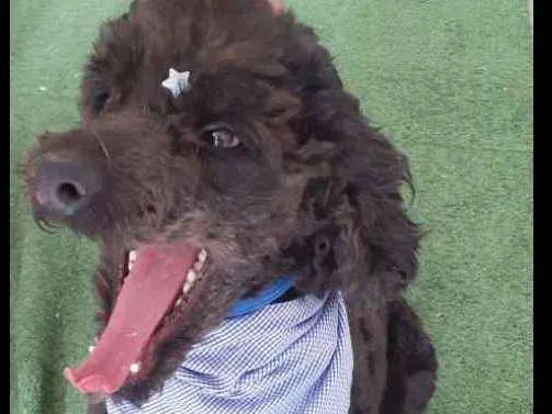 Cachorro ra a poodle idade 3 anos nome Boo
