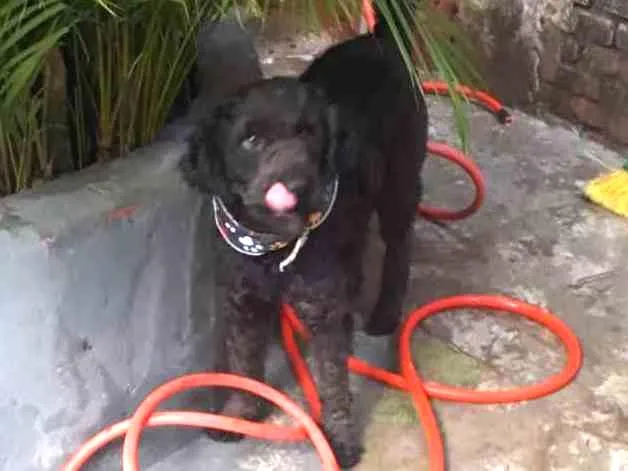 Cachorro ra a poodle idade 3 anos nome Boo