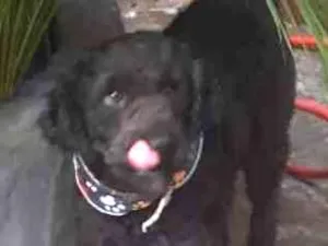 Cachorro raça poodle idade 3 anos nome Boo