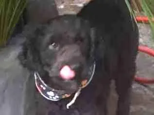 Cachorro ra a poodle idade 3 anos nome Boo