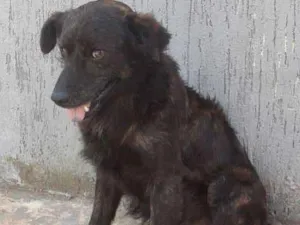 Cachorro raça Mestico idade 2 anos nome Bob