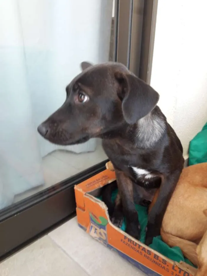 Cachorro ra a Indefinida idade 2 a 6 meses nome Hana