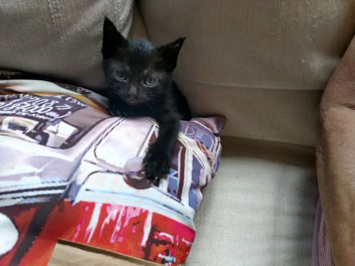 Gato ra a Sem raça idade Abaixo de 2 meses nome Sem nome