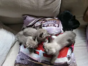 Gato raça Sem raça idade Abaixo de 2 meses nome Sem nome