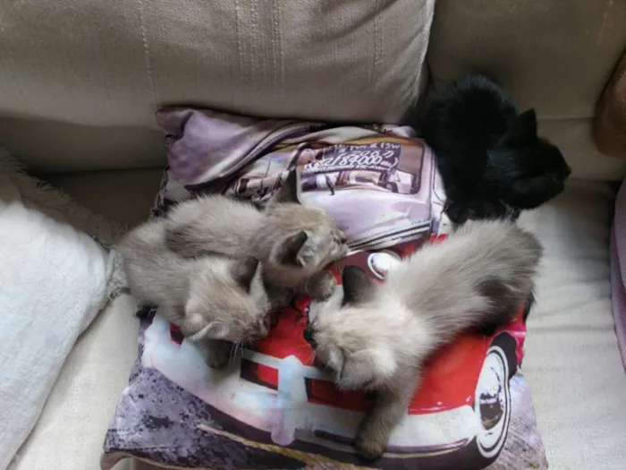 Gato ra a Sem raça idade Abaixo de 2 meses nome Sem nome