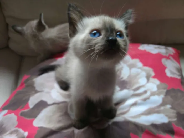 Gato ra a Sem raça idade Abaixo de 2 meses nome Sem nome