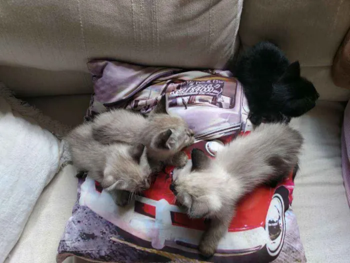 Gato ra a Sem raça idade Abaixo de 2 meses nome Sem nome