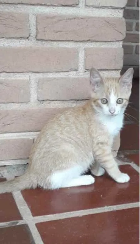 Gato ra a SRD idade 2 a 6 meses nome Garfield