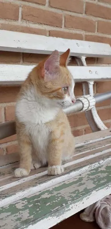 Gato ra a SRD idade 2 a 6 meses nome Garfield