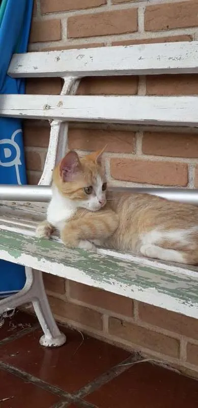 Gato ra a SRD idade 2 a 6 meses nome Garfield