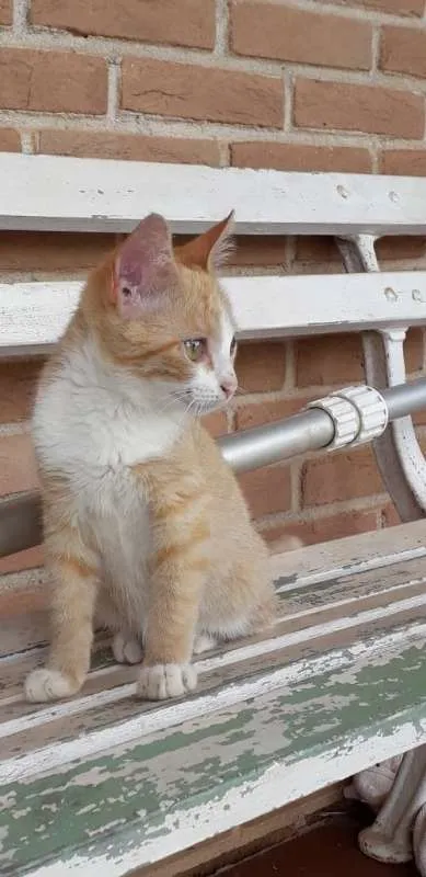 Gato ra a SRD idade 2 a 6 meses nome Garfield