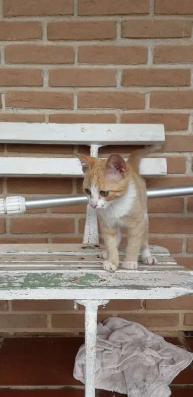 Gato ra a SRD idade 2 a 6 meses nome Garfield