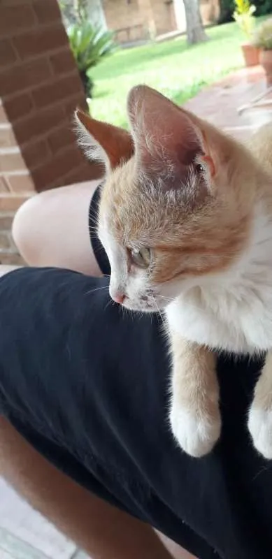 Gato ra a SRD idade 2 a 6 meses nome Garfield
