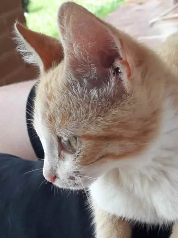 Gato ra a SRD idade 2 a 6 meses nome Garfield