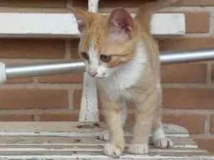 Gato raça SRD idade 2 a 6 meses nome Garfield