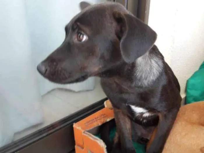 Cachorro ra a Indefinida idade 2 a 6 meses nome Hana